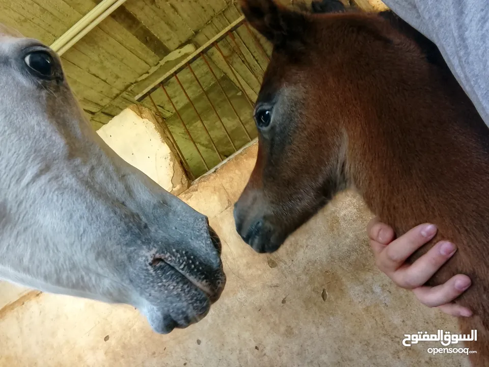 مهر عربي اصيل مع اوراق مواليد شهر 4/2025