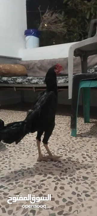 جاج باكستاني