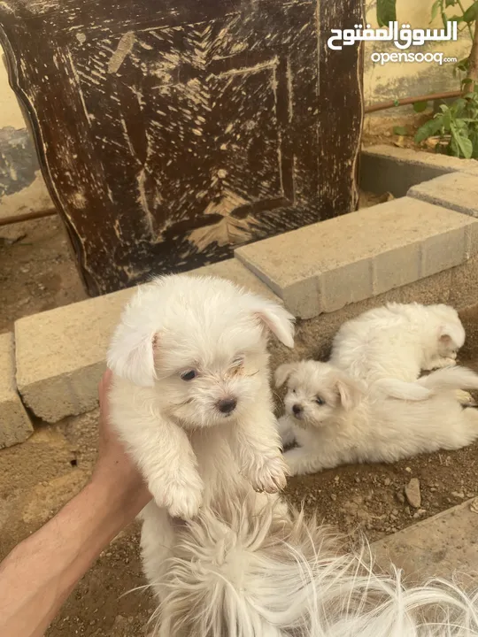 جراوه فرنسي للبيع