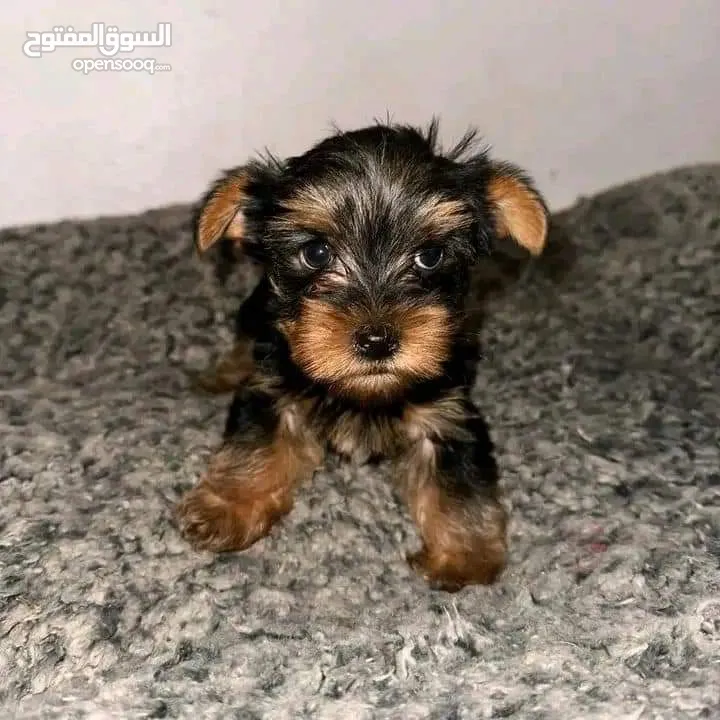 Yorkie for adoption. male and female.