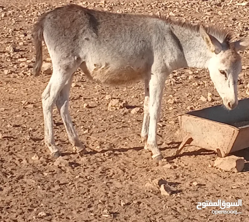 كره انثا العمر 7شهور