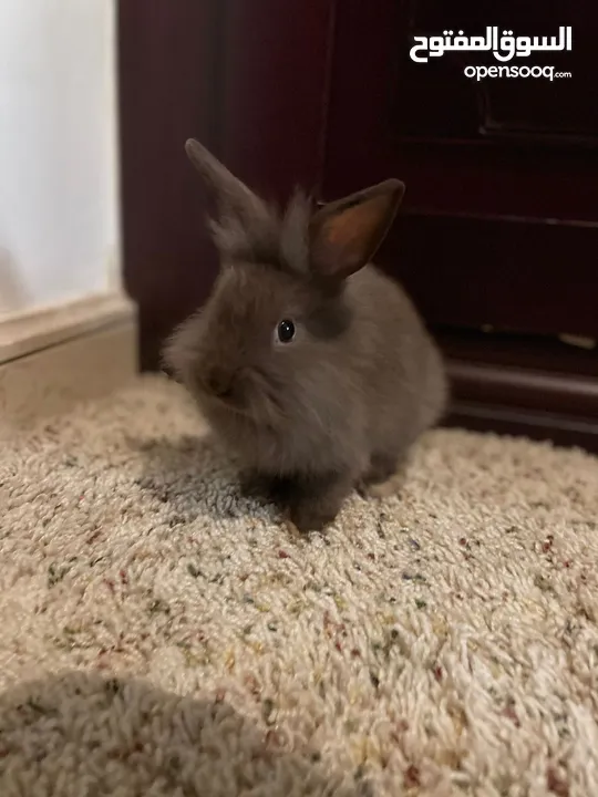 Dwarf Rabbit -Holland Lop/Lionhead Hybrid