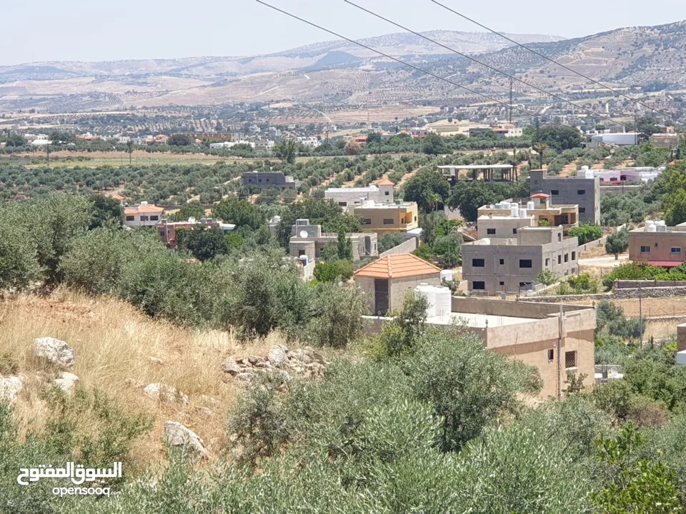 ارض 6 دونمات مزروعة زيتون في الصبيحي سعر مغري 100000 قرب التنظيم