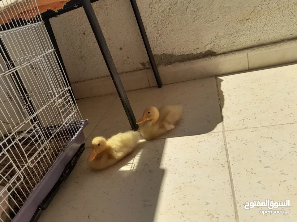 بط عدد 2للبيع عمر شهر
