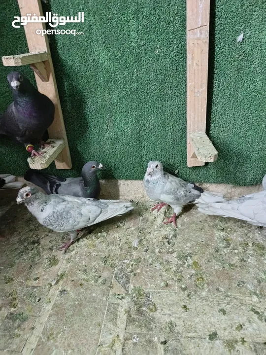 حمام مشكل بسعر حرق