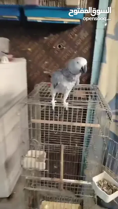 موجود كاسكو متكلم واليف بيطلع عاليد وبحب يلعب