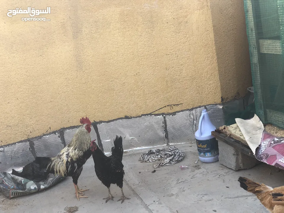 دجاج عرب بصرة مشراك دجاجتين وديج اقره الوصف