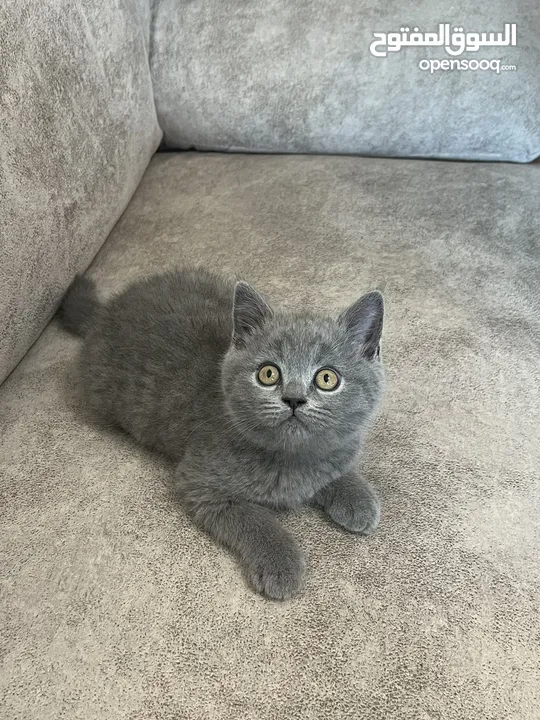 Male british kitten