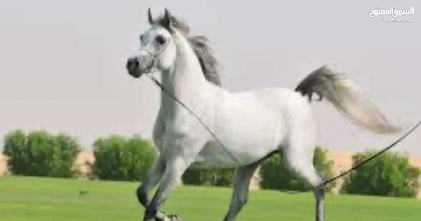مهر عربي واهو جمال