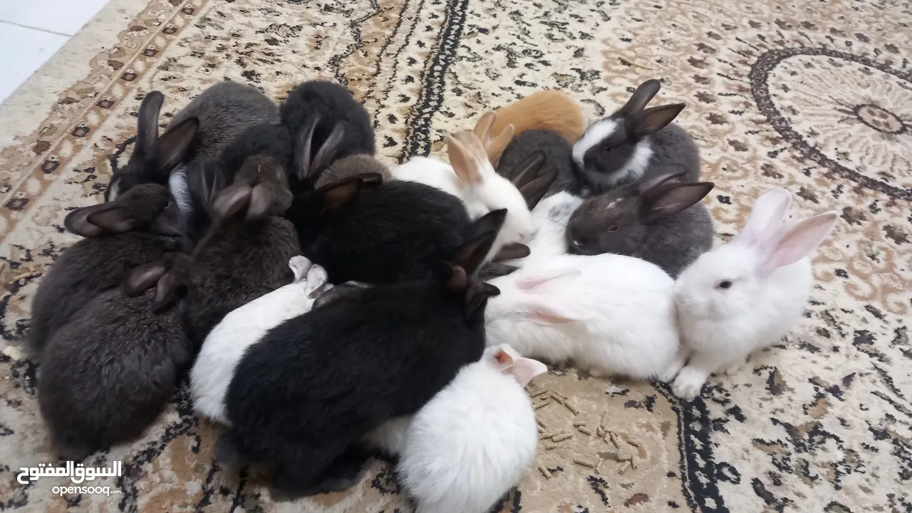 sell Rabbit  Holland Brit each 50 darhim