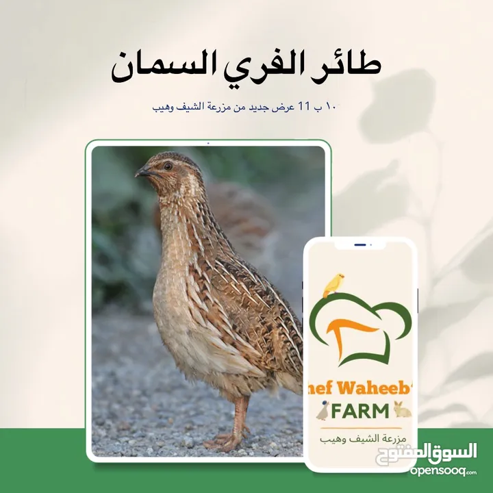 طائر السمان الفري او السلوى
