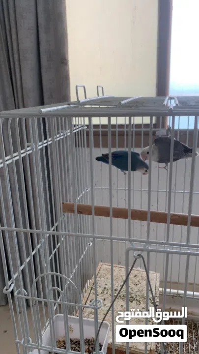 7طيور الحب love bird للبيع