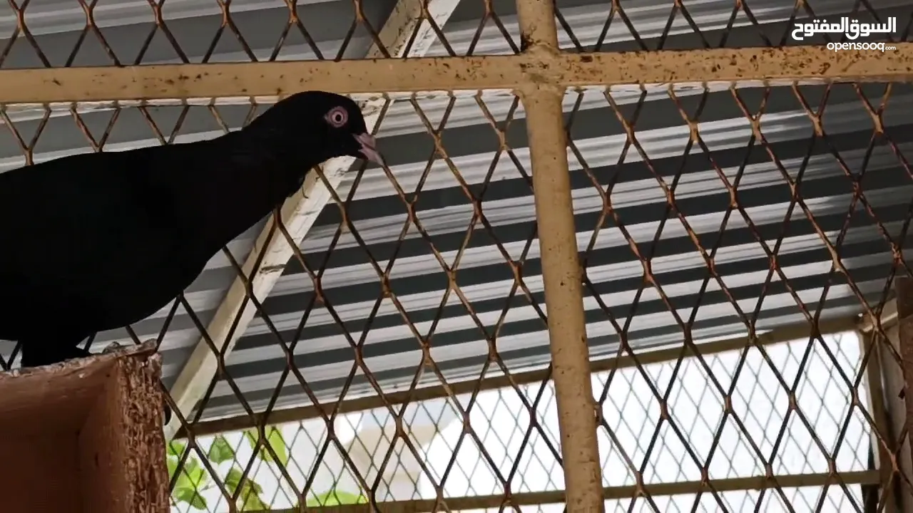 Pigeons pure.. Kuwaity حمام قلابي كويتي... للجادين فقط بيور درجة أولى