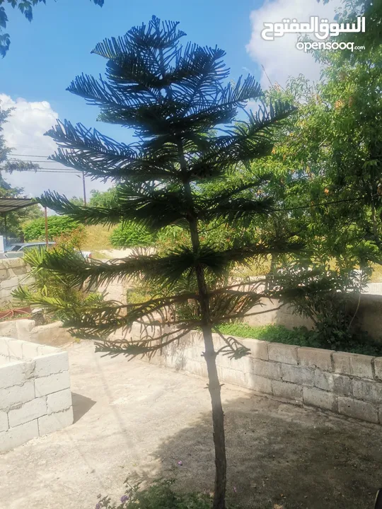 شجرة اوركاريا للبيع ارتفاع 3 متر