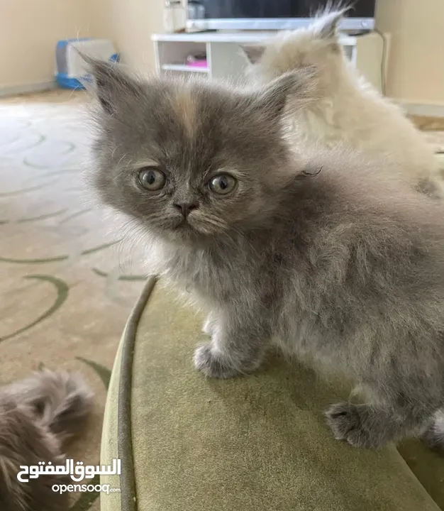 kittens -2.5 months