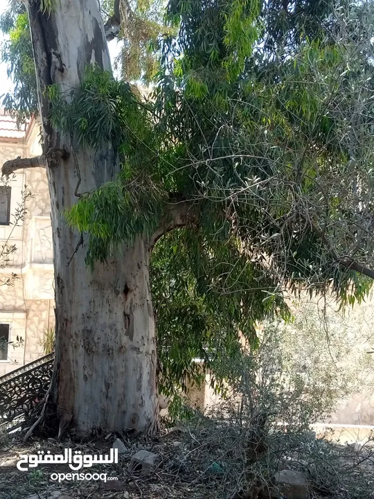 حطب زيتون/لوزيات ناشف
