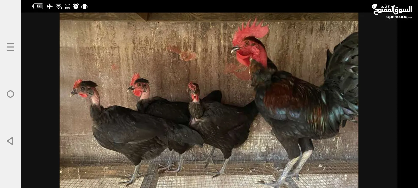 عشاق النوادريمتوفر طقم لوغان ايزبيلا الرويس والمهرج الاسباني وأبو رقيبة خط اول كلة فتوح بيض