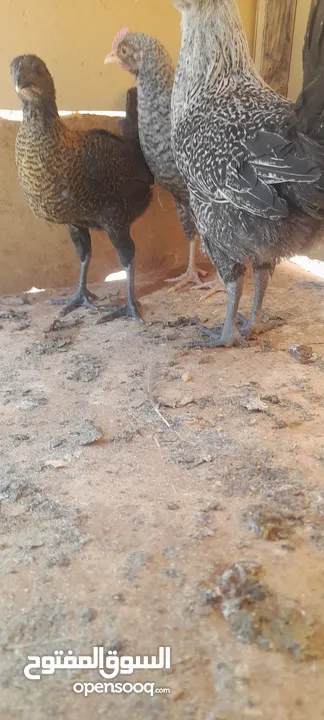 فراخ بلدي للبيع