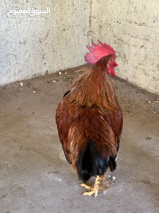 Beautiful Rooster