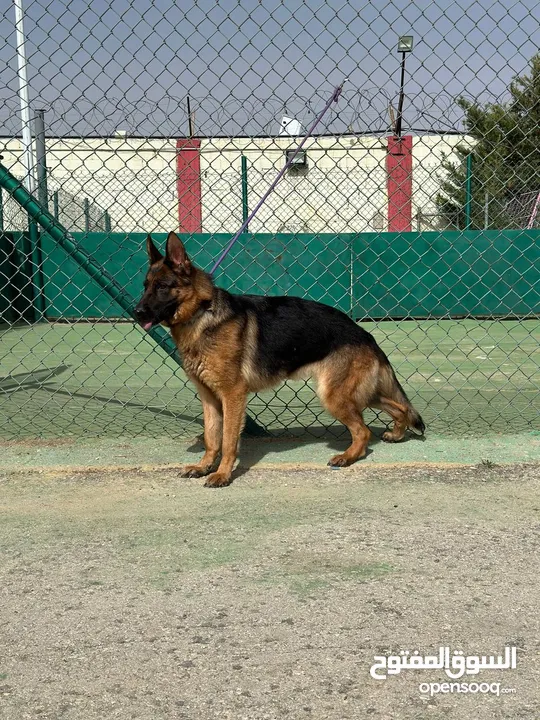 German shepherd