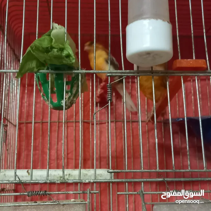 طيور كنار سحاب