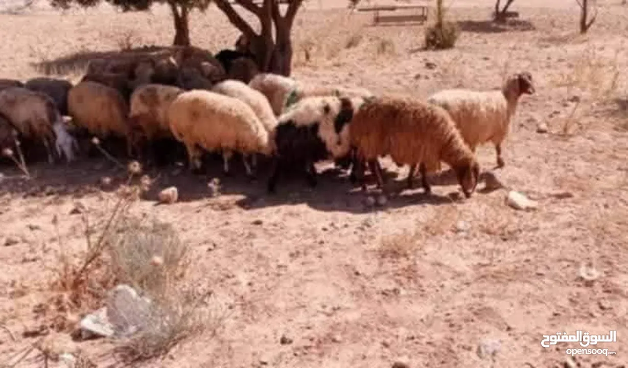 نبدأ بصلاة عل رسول الله - عرووووض  -عرووووض عروووض-  بمناسبة عيد الاضحى المبارك