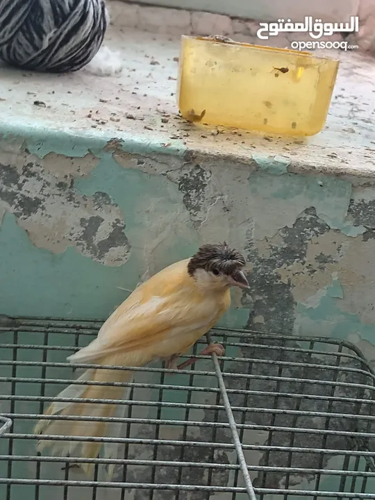 اقرى الوصف