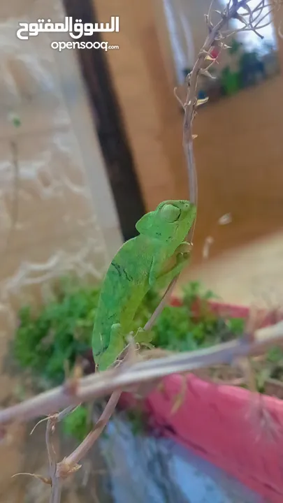 حرباء خضراء طولها 15 سم
