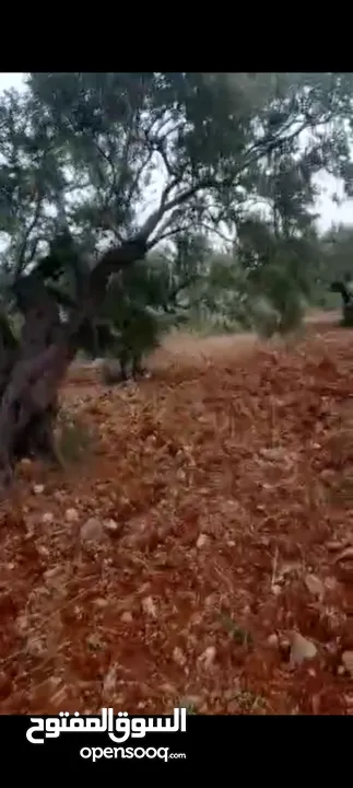 ارض للببع في منطقه بيرزيت مساحه 12 دونم صالحه للبيناء