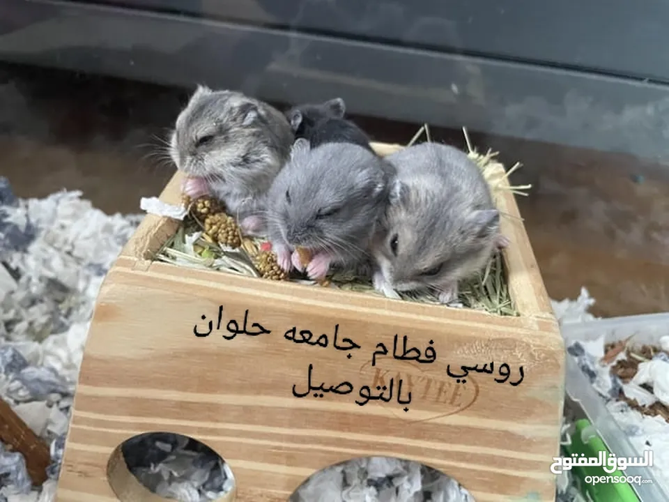 هامسترةعجله وسقايه