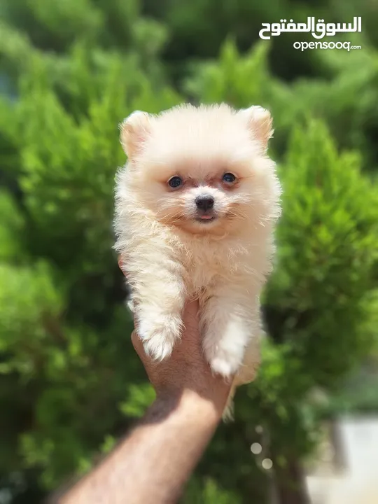 بومارينيان تيكب أصغر حجم مستوى عالي جدا pomeranian t_cup