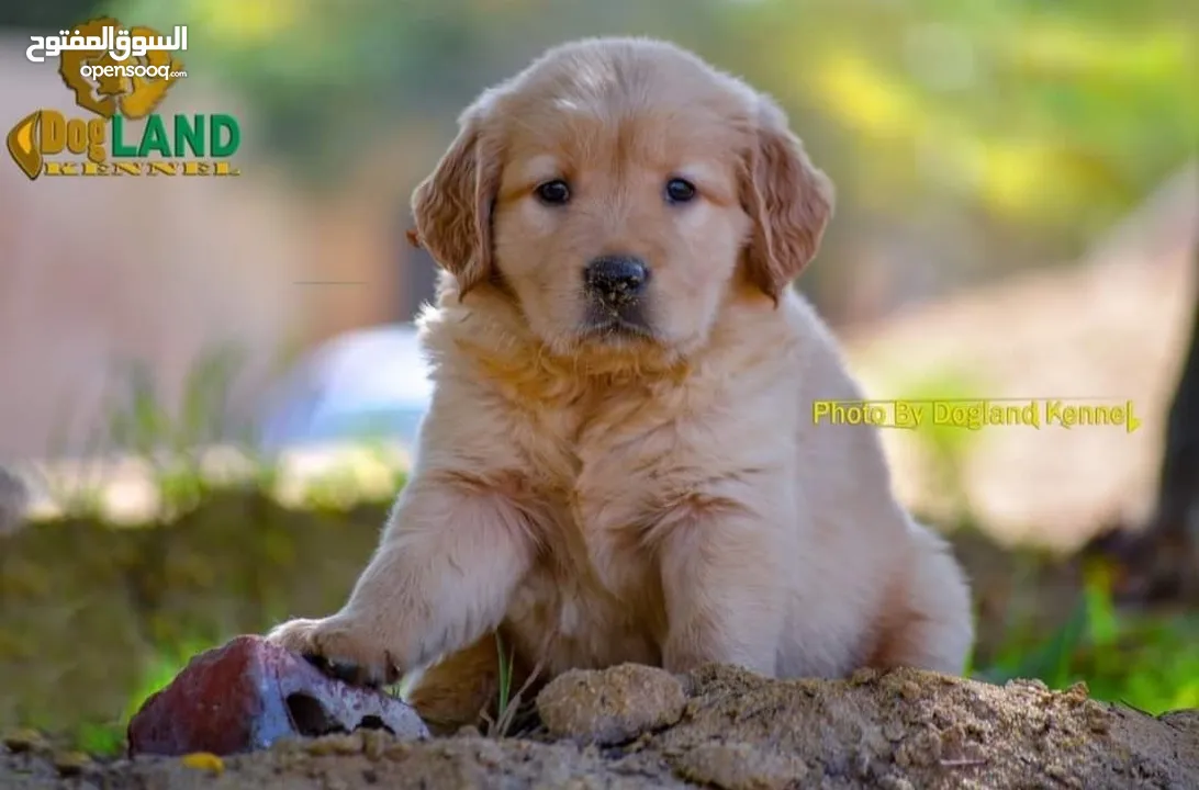 golden retriever puppies