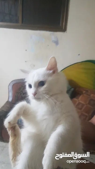 بيع قطط شيرازي