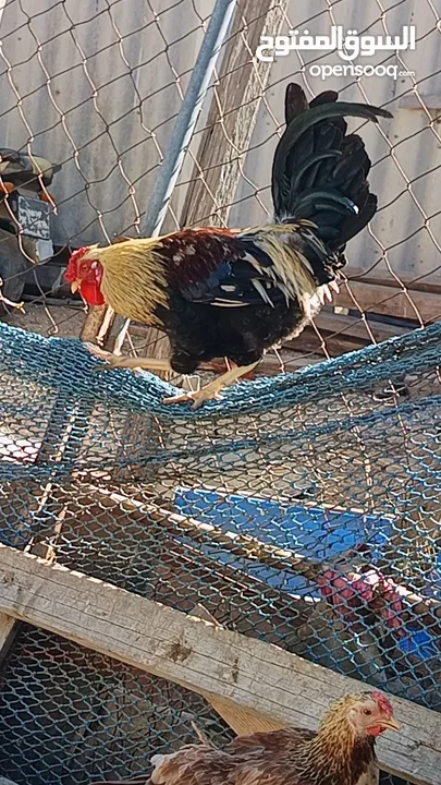 Healthy and Vibrant Purebred Roosters for Sale - Ideal for Poultry Farming