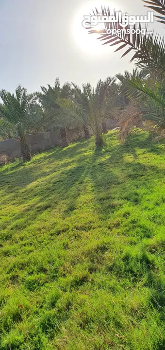 بستان نص دونم سهم