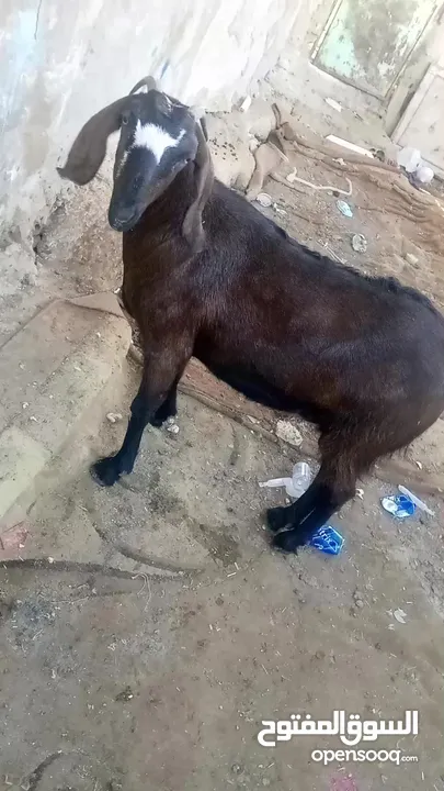 ماعز لحم للبيع موجودة في الزرقاء