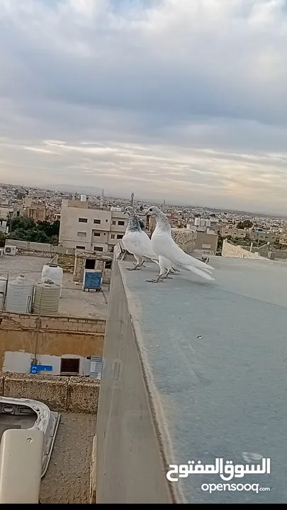 فرخين باكستاني نقط بجو مستوا بهزه