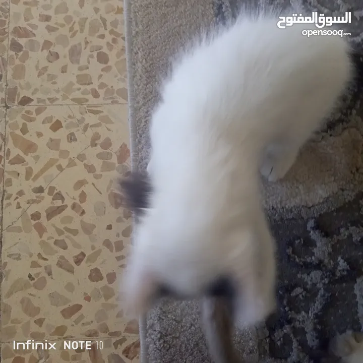 قط بلدي للتبني