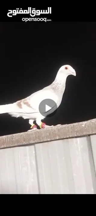 طيور حمام بسعر حرق