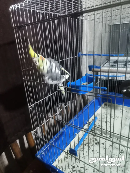 طائر كوكتيل للبيع بسعر مغري ... معه كامل اغراضو من قفص واكل