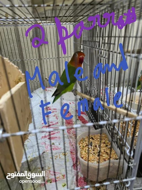 selling parrots [ parents and 2 kids ] and the other photo [ only parents ]