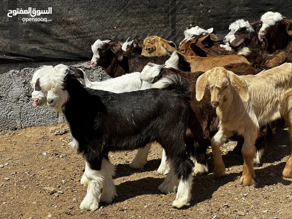 جدايه ماشاءالله من حلال الرحبيين