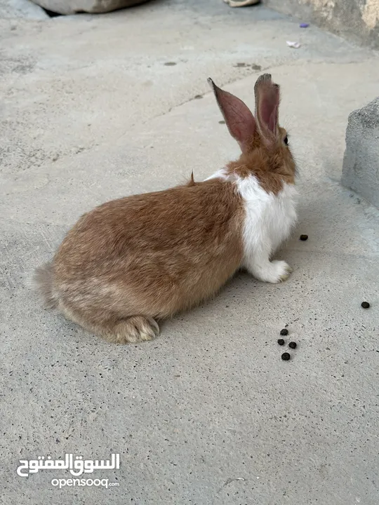 ارانب عمانية
