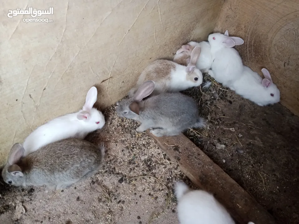 أرانب بلدي و فرنسي للبيع  ديوك بلدي للبيع