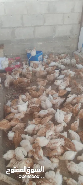 فراخ لوهمان براون العدد 300للبيع