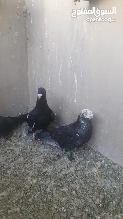 حمام للبيع