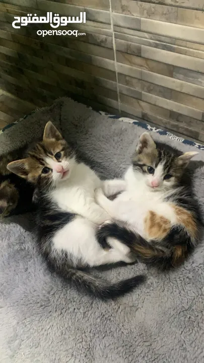 قطط للتبني Cats for adoption