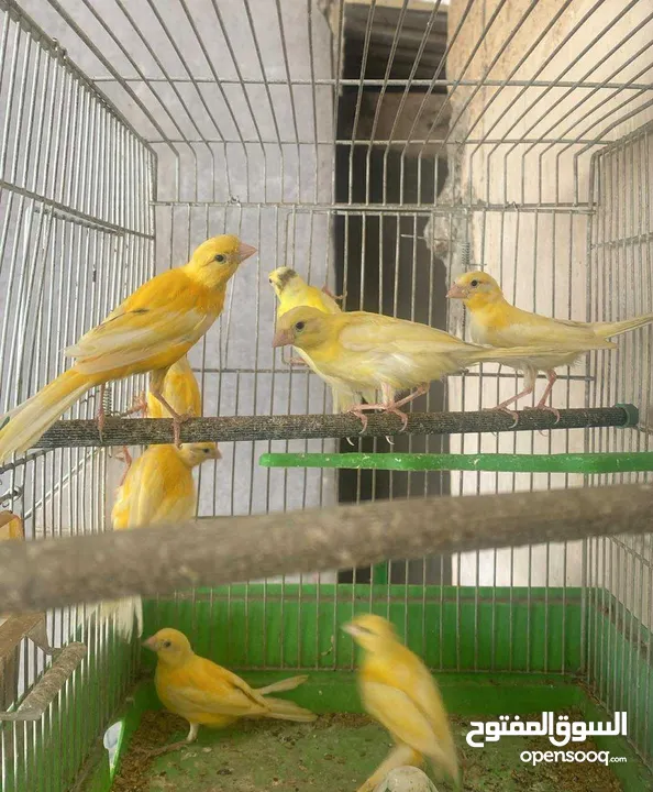 سعرر حرقق مخاليف كنار الحبة ع 6((((((نهايتهم))))))