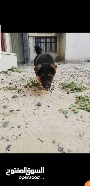 عرطه جرا جرمن اصل بلاك فيس