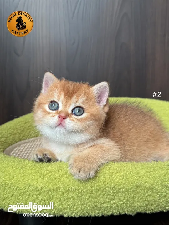 High-level British Shorthair kittens with pedigree